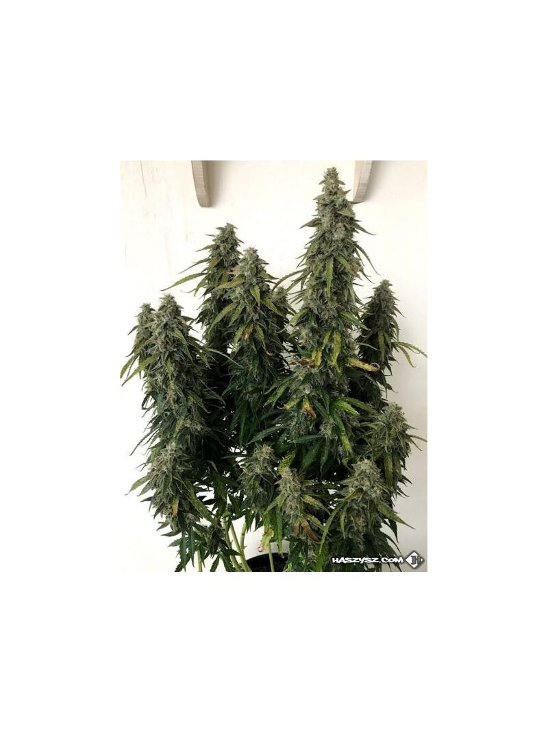 Auto Gorilla Glue, Фасовка: 5, изображение 4